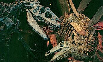 dinosaurio sallosaurus