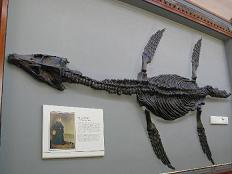 fosiles museo londres
