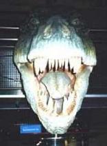 T-Rex museo Londres