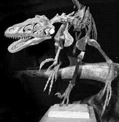dinosaurio Velociraptor