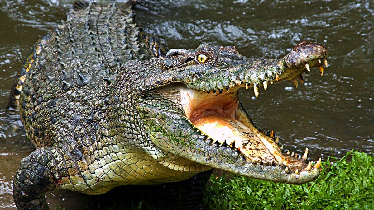 10 animales actuales que convivieron con los dinosaurios