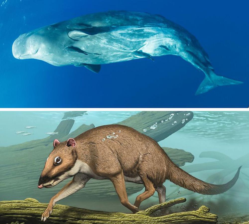 10 antepasados de los animales actuales que te sorprenderán