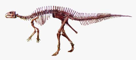 Bactrosaurus 