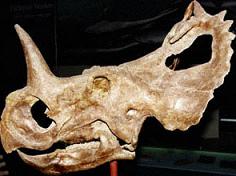 Fosil Centrosaurus