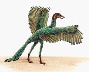 fotos dinosaurio Archaeopteryx
