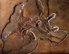dinosaurio fósil Archaeopteryx berlin