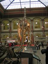museo berlin dinosaurios