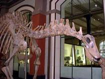 dinosaurio braquiosauro berlin