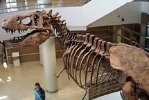 tyrannosaurus museo california